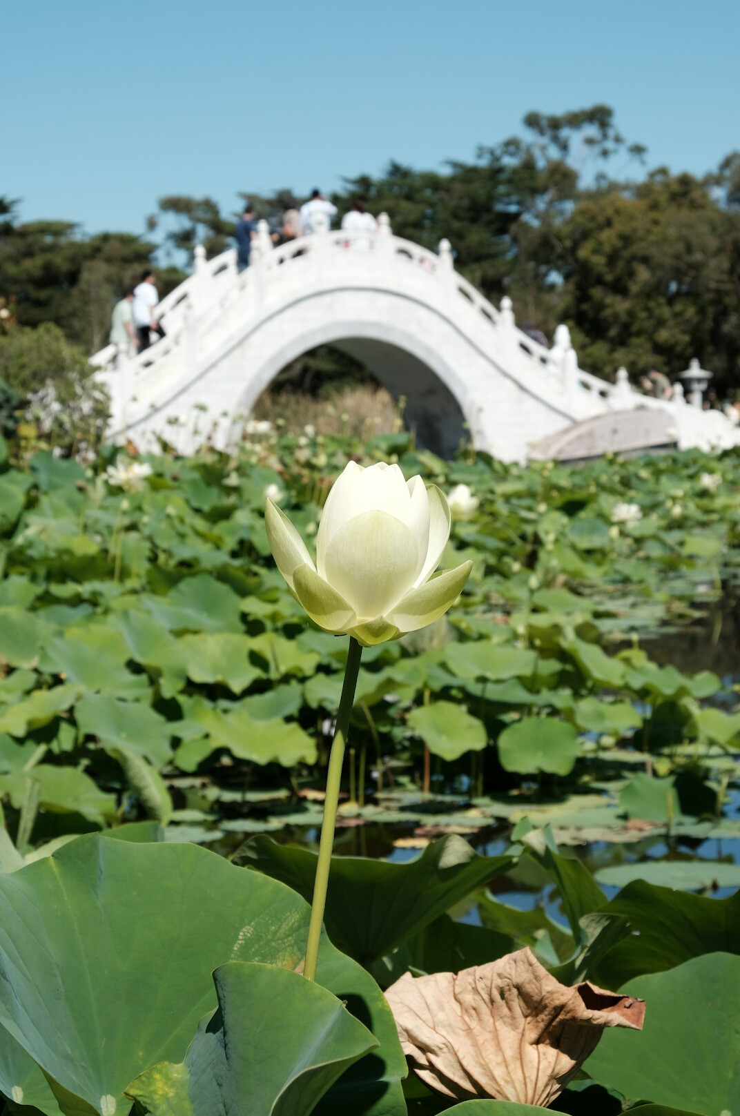 person meditating in peaceful garden